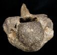 Woolly Rhinoceros Vertebra Bone - Late Pleistocene #3447-4